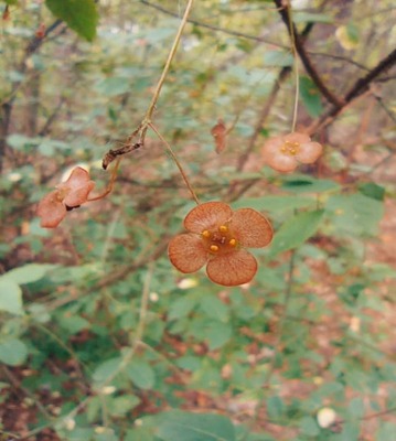 Бруслина Бородавчаста Euonymus verrucosus