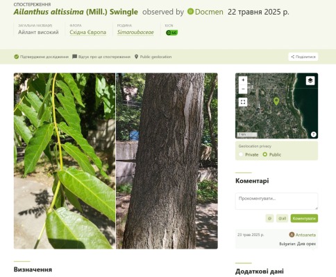 Інвазивний вид Айлант високий, що росте на території кампусу